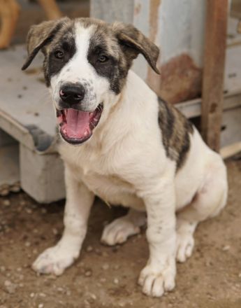 Snickers, geb. ca. 02/2023, lebt in GRIECHENLAND, im städt. Tierheim Serres