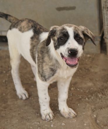 Snickers, geb. ca. 02/2023, lebt in GRIECHENLAND, im städt. Tierheim Serres