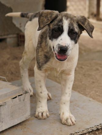 Snickers, geb. ca. 02/2023, lebt in GRIECHENLAND, im städt. Tierheim Serres