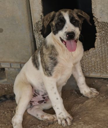 Snickers, geb. ca. 02/2023, lebt in GRIECHENLAND, im städt. Tierheim Serres