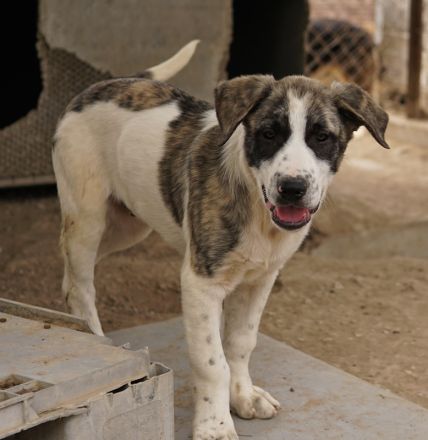Snickers, geb. ca. 02/2023, lebt in GRIECHENLAND, im städt. Tierheim Serres