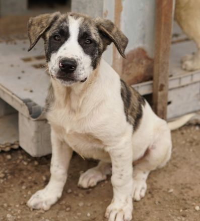 Snickers, geb. ca. 02/2023, lebt in GRIECHENLAND, im städt. Tierheim Serres