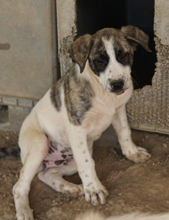 Snickers, geb. ca. 02/2023, lebt in GRIECHENLAND, im städt. Tierheim Serres