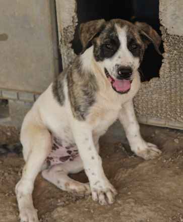 Snickers, geb. ca. 02/2023, lebt in GRIECHENLAND, im städt. Tierheim Serres