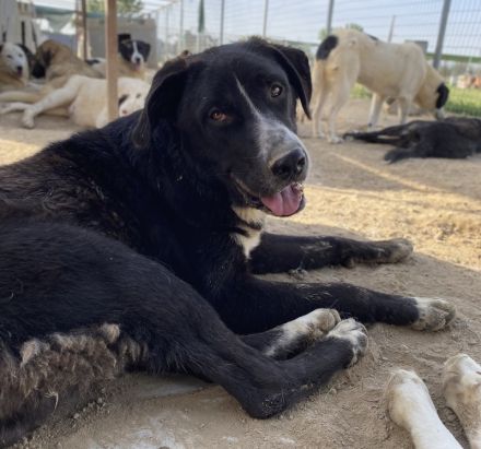 Schubert, geb. ca. 06/2023, lebt in GRIECHENLAND, im städt. Tierheim Serres