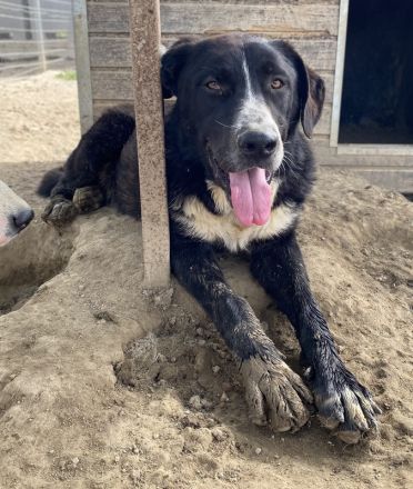 Schubert, geb. ca. 06/2023, lebt in GRIECHENLAND, im städt. Tierheim Serres