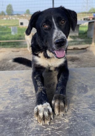 Schubert, geb. ca. 06/2023, lebt in GRIECHENLAND, im städt. Tierheim Serres