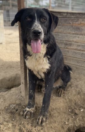 Schubert, geb. ca. 06/2023, lebt in GRIECHENLAND, im städt. Tierheim Serres