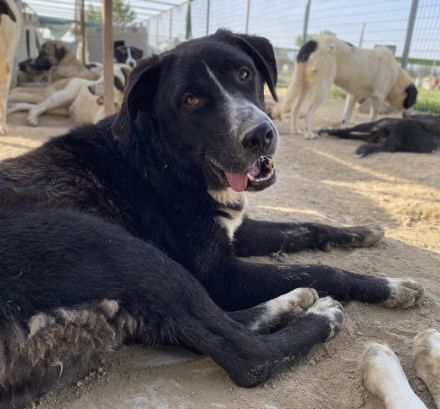 Schubert, geb. ca. 06/2023, lebt in GRIECHENLAND, im städt. Tierheim Serres