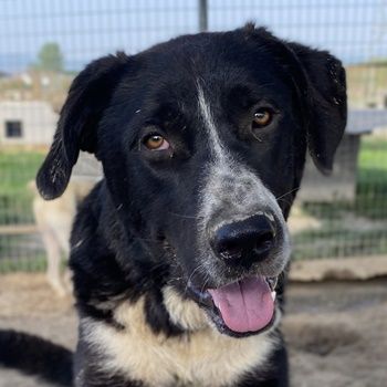 Schubert, geb. ca. 06/2023, lebt in GRIECHENLAND, im städt. Tierheim Serres