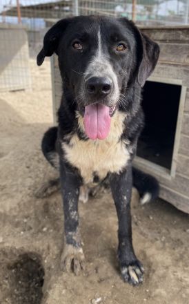 Schubert, geb. ca. 06/2023, lebt in GRIECHENLAND, im städt. Tierheim Serres
