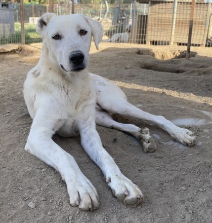 Santa, geb. ca. 06/2023, lebt in GRIECHENLAND, im städt. Tierheim Serres