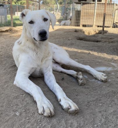 Santa, geb. ca. 06/2023, lebt in GRIECHENLAND, im städt. Tierheim Serres