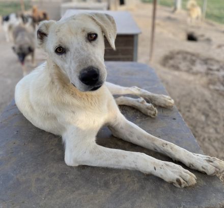 Santa, geb. ca. 06/2023, lebt in GRIECHENLAND, im städt. Tierheim Serres