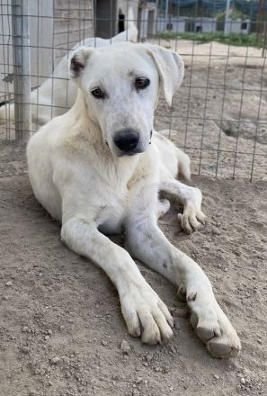 Santa, geb. ca. 06/2023, lebt in GRIECHENLAND, im städt. Tierheim Serres