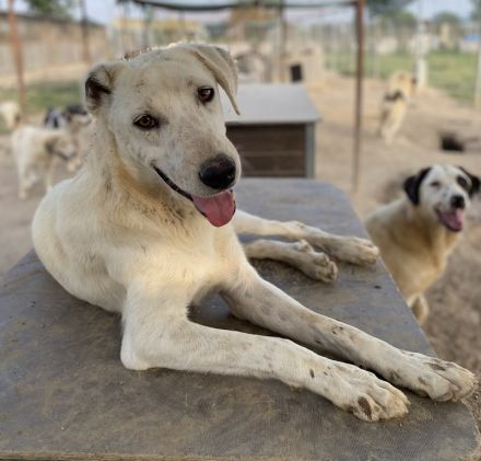 Santa, geb. ca. 06/2023, lebt in GRIECHENLAND, im städt. Tierheim Serres