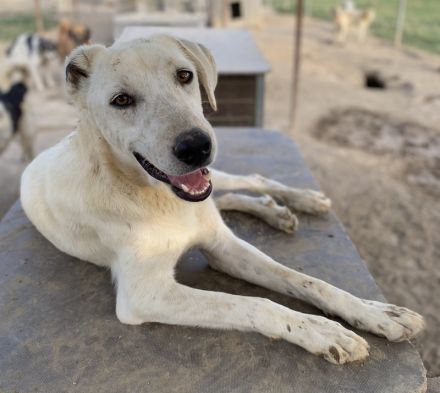 Santa, geb. ca. 06/2023, lebt in GRIECHENLAND, im städt. Tierheim Serres