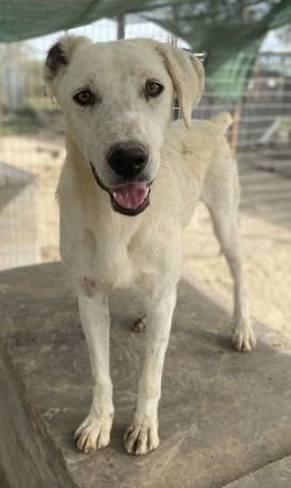 Santa, geb. ca. 06/2023, lebt in GRIECHENLAND, im städt. Tierheim Serres