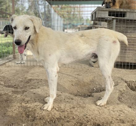 Santa, geb. ca. 06/2023, lebt in GRIECHENLAND, im städt. Tierheim Serres