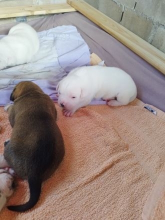 Welpen Boxer/Mix - Old-English-Bulldogge