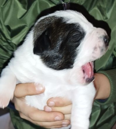 Welpen Boxer/Mix - Old-English-Bulldogge