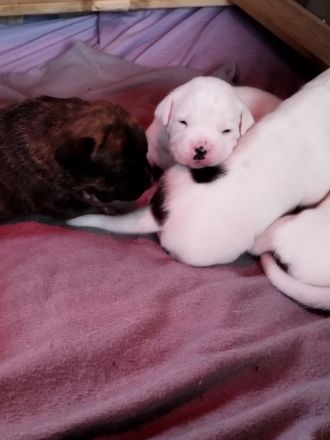 Welpen Boxer/Mix - Old-English-Bulldogge