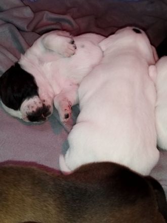 Welpen Boxer/Mix - Old-English-Bulldogge