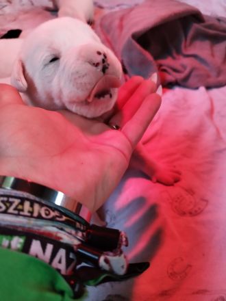 Welpen Boxer/Mix - Old-English-Bulldogge