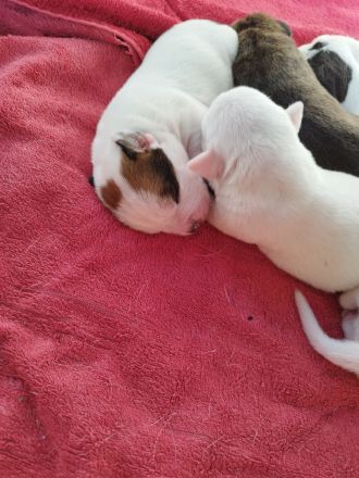 Welpen Boxer/Mix - Old-English-Bulldogge