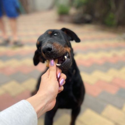 Rott - aktiver Hundemann