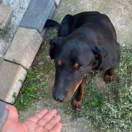 Rott - aktiver Hundemann