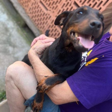 Rott - aktiver Hundemann