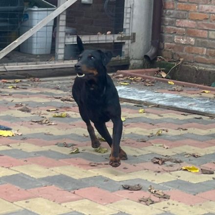 Rott - aktiver Hundemann