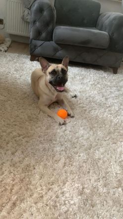 Französische Bulldogg mischling