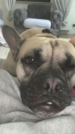 Französische Bulldogg mischling