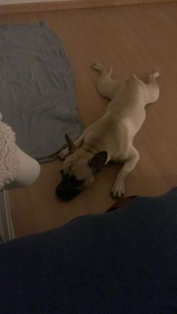 Französische Bulldogg mischling