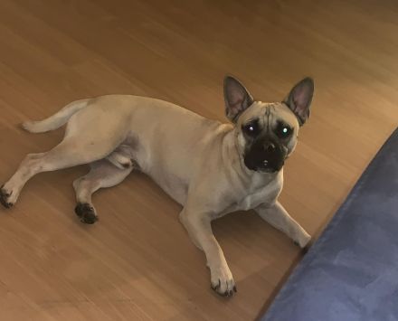 Französische Bulldogg mischling