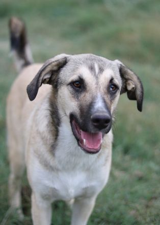 Peterchen, geb. ca. 03/2023, lebt in GRIECHENLAND, im städt. Tierheim Serres