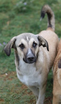 Peterchen, geb. ca. 03/2023, lebt in GRIECHENLAND, im städt. Tierheim Serres