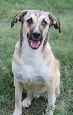 Peterchen, geb. ca. 03/2023, lebt in GRIECHENLAND, im städt. Tierheim Serres