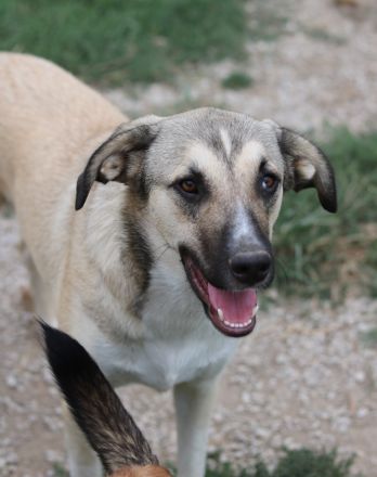 Peterchen, geb. ca. 03/2023, lebt in GRIECHENLAND, im städt. Tierheim Serres