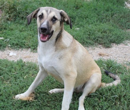 Peterchen, geb. ca. 03/2023, lebt in GRIECHENLAND, im städt. Tierheim Serres