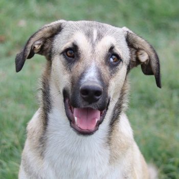 Peterchen, geb. ca. 03/2023, lebt in GRIECHENLAND, im städt. Tierheim Serres