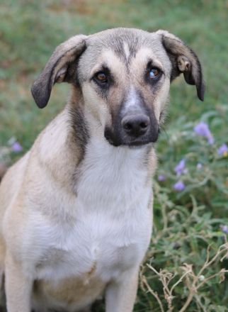 Peterchen, geb. ca. 03/2023, lebt in GRIECHENLAND, im städt. Tierheim Serres