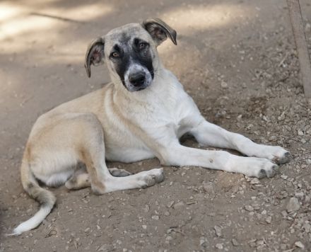 Olaf, geb. ca. 05/2023, lebt in GRIECHENLAND, im städt. Tierheim Serres