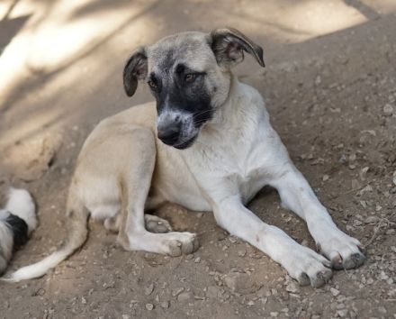 Olaf, geb. ca. 05/2023, lebt in GRIECHENLAND, im städt. Tierheim Serres