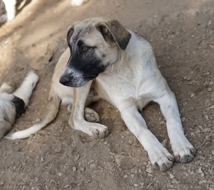 Olaf, geb. ca. 05/2023, lebt in GRIECHENLAND, im städt. Tierheim Serres