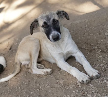 Olaf, geb. ca. 05/2023, lebt in GRIECHENLAND, im städt. Tierheim Serres