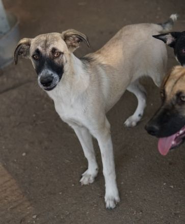 Olaf, geb. ca. 05/2023, lebt in GRIECHENLAND, im städt. Tierheim Serres