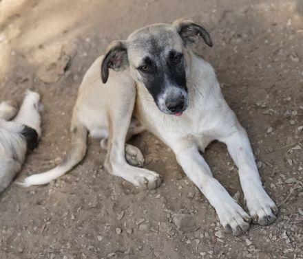 Olaf, geb. ca. 05/2023, lebt in GRIECHENLAND, im städt. Tierheim Serres